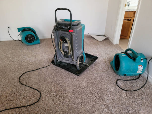 Best Mold removal after water damage  in Mineral Ridge, OH