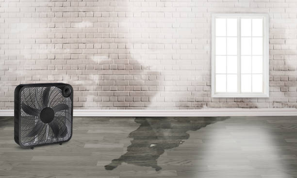Best Sewage cleanup and water damage restoration  in Mineral Ridge, OH