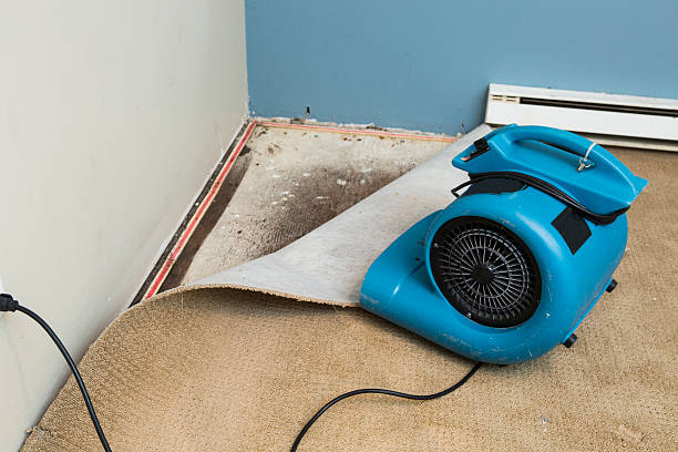 Best Local water damage restoration  in Mineral Ridge, OH